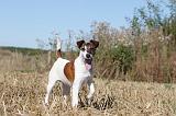 FOX TERRIER POIL LISSE 024